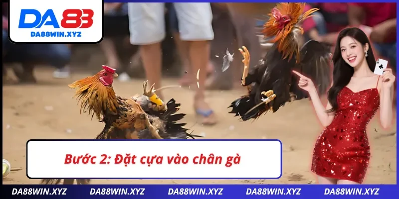 Đặt cựa vào đúng vị trí của chân gà 