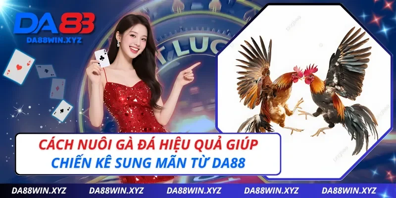 Cách Nuôi Gà Đá