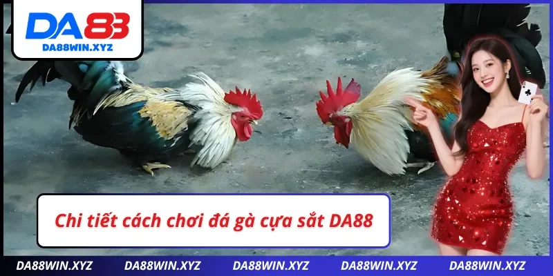 Tổng quan đá gà cựa sắt DA88