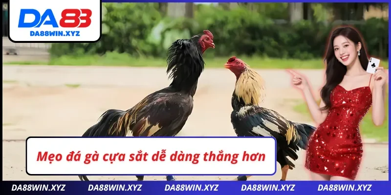 Cách đá gà cựa sắt DA88 dễ dàng chiến thắng 