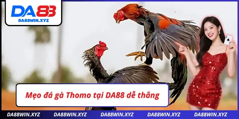  Mẹo đá gà Thomo DA88 dễ chiến thắng